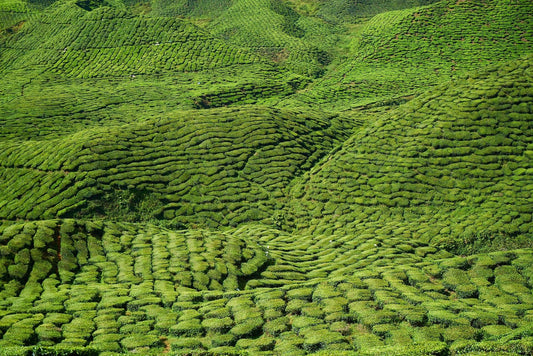 Tea for 8000 and for more - Tea Blossoms