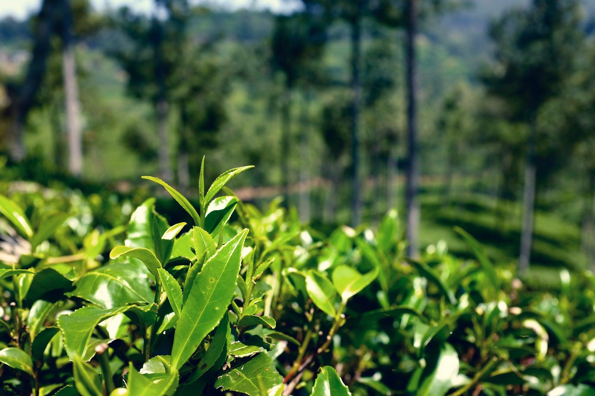 Ceylon Tea – Tea Blossoms