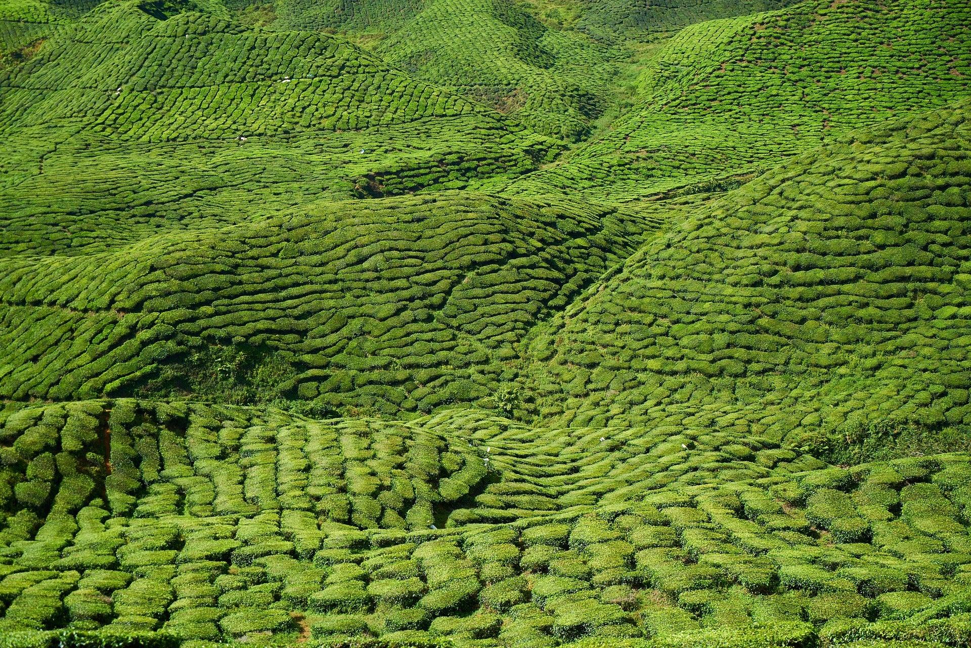Tea Processing Tea Blossoms