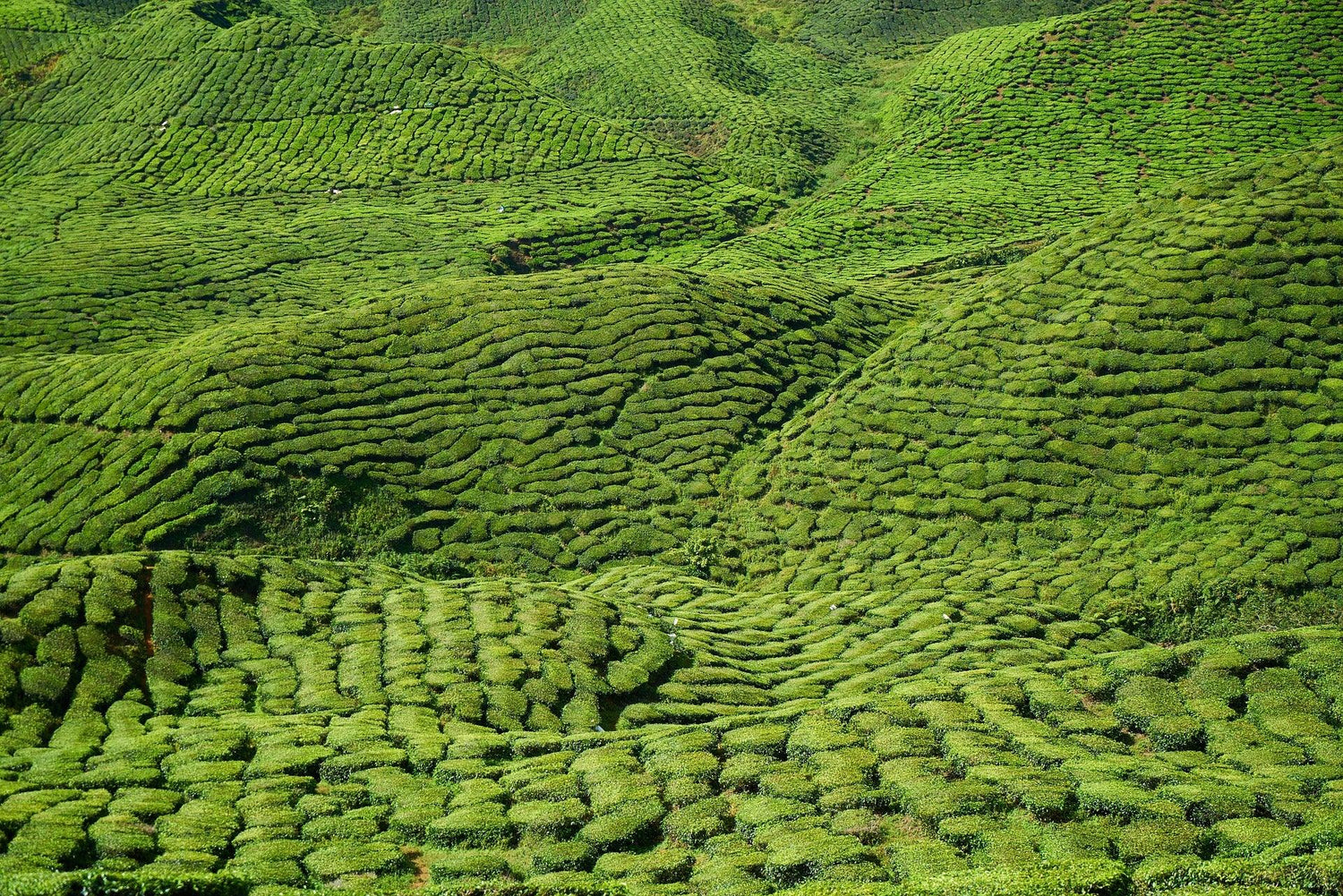 Tea for 8000 and for more – Tea Blossoms