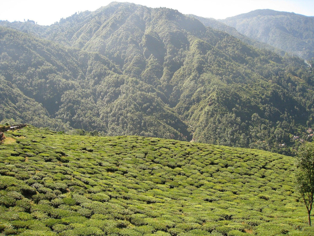 Darjeeling Tea - Tea Blossoms