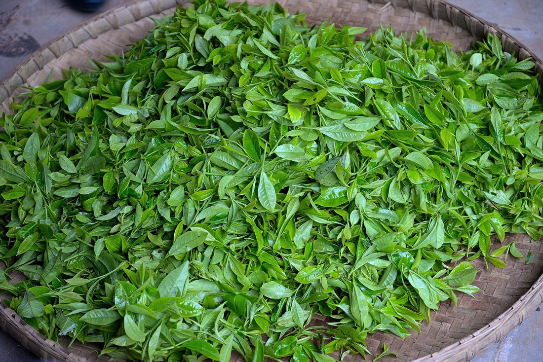 Tea Harvesting - Tea Blossoms