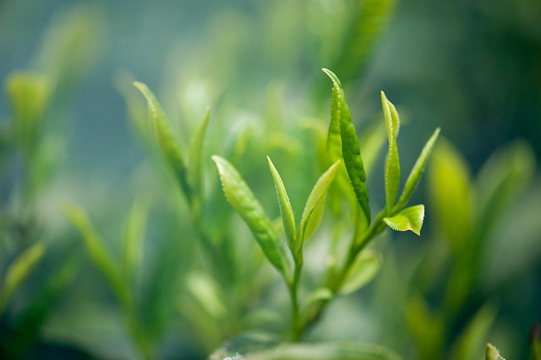 Green Tea