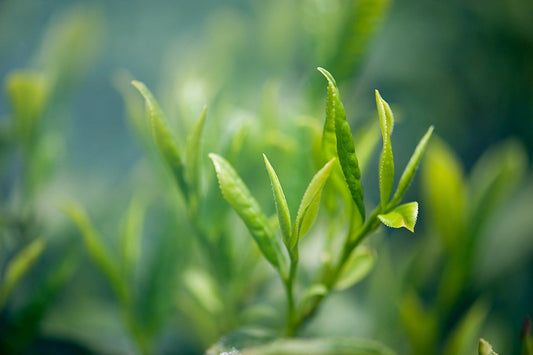 Green Tea